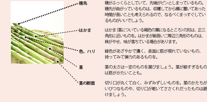 穂先 穂がふっくらとしていて、先端がピンとしまっているもの。穂先が曲がっているものは、収穫してから横に置いてあった時間が長いことも考えられるので、なるべくまっすぐしているものがいいでしょう。 はかま はかま(茎についている褐色の葉になるところ)の形は、正三角形に近いものを。はかまが細長い二等辺三角形のものは、株がやせ、味が落ちている場合があります。 色、ハリ 緑色があざやかで濃く、表面に筋が現れていないもの、持ってみて弾力のあるものを。 茎 茎の太さは一定のものを選びましょう。茎が細すぎるものは筋がかたいことも。 茎の断面 切り口が丸くて白く、みずみずしいものを。茎のかたちがいびつなものや、切り口が乾いてささくれだったものは避けましょう。