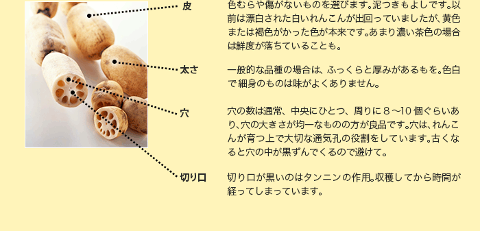 皮 … 色むらや傷がないものを選びます。泥つきもよしです。以前は漂白された白いれんこんが出回っていましたが、黄色または褐色がかった色が本来です。あまり濃い茶色の場合は鮮度が落ちていることも。 太さ …一般的な品種の場合は、ふっくらと厚みがあるもを。色白で細身のものは味がよくありません。 穴 …穴の数は通常、中央にひとつ、周りに8〜10個ぐらいあり、穴の大きさが均一なものの方が良品です。穴は、れんこんが育つ上で大切な通気孔の役割をしています。古くなると穴の中が黒ずんでくるので避けて。 切り口 …切り口が黒いのはタンニンの作用。収穫してから時間が経ってしまっています。