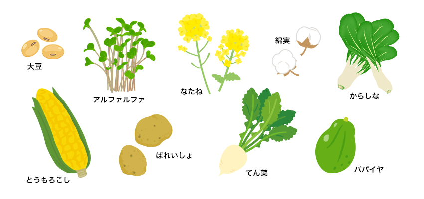 大豆 アルファルファ なたね 綿実 からしな とうもろこし ばれいしょ てん菜 パパイヤ