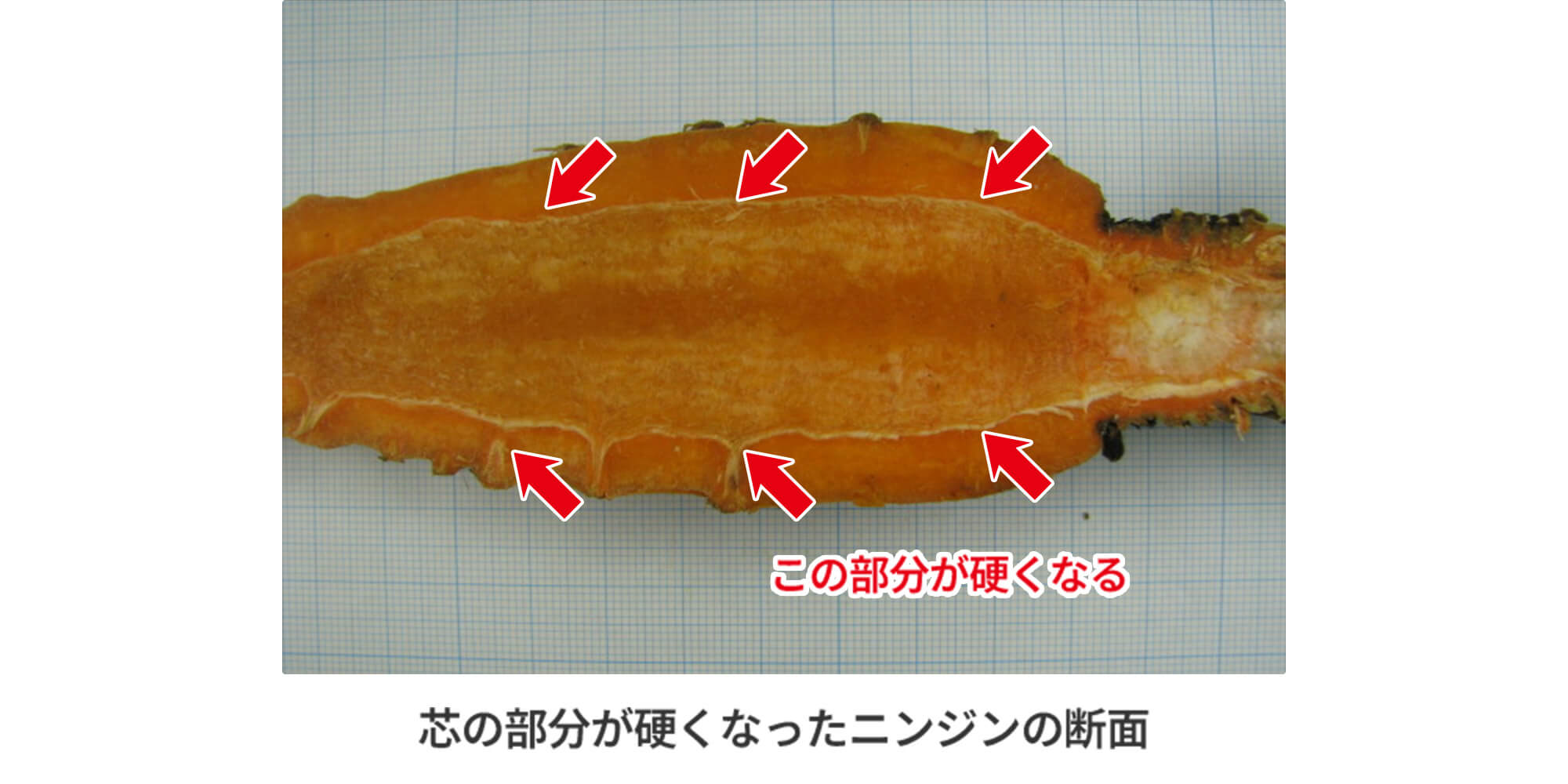 芯の部分が硬くなったニンジンの断面