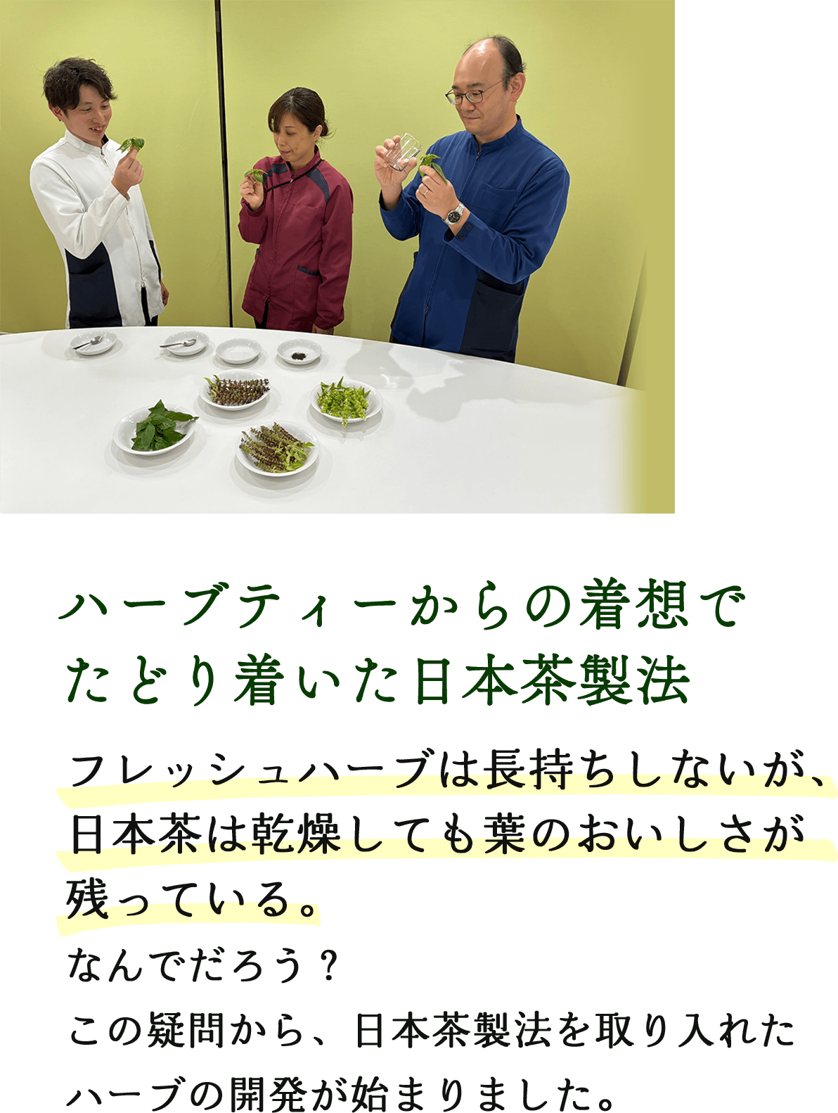 ハーブティーからの着想でたどり着いた日本茶製法 フレッシュハーブは長持ちしないが、日本茶は乾燥しても葉のおいしさが残っている。なんでだろう？この疑問から、日本茶製法を取り入れたハーブの開発が始まりました。