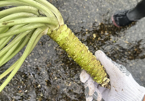 安曇野産の本わさび 作成工程