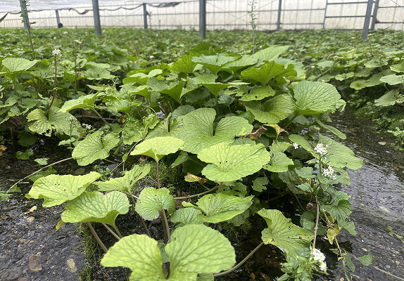 安曇野産の本わさび 作成工程