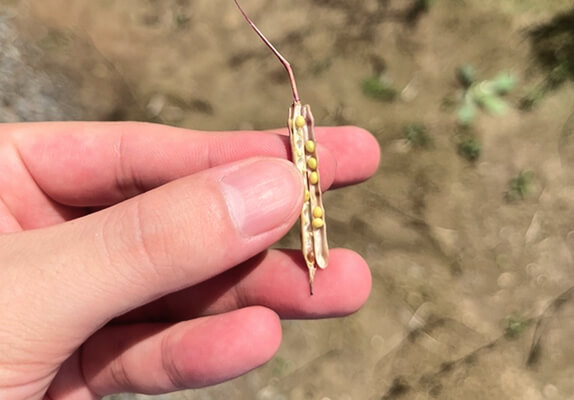 北海道産のからし 作成工程