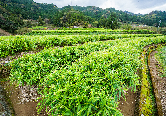 高知県産の生しょうが 作成工程