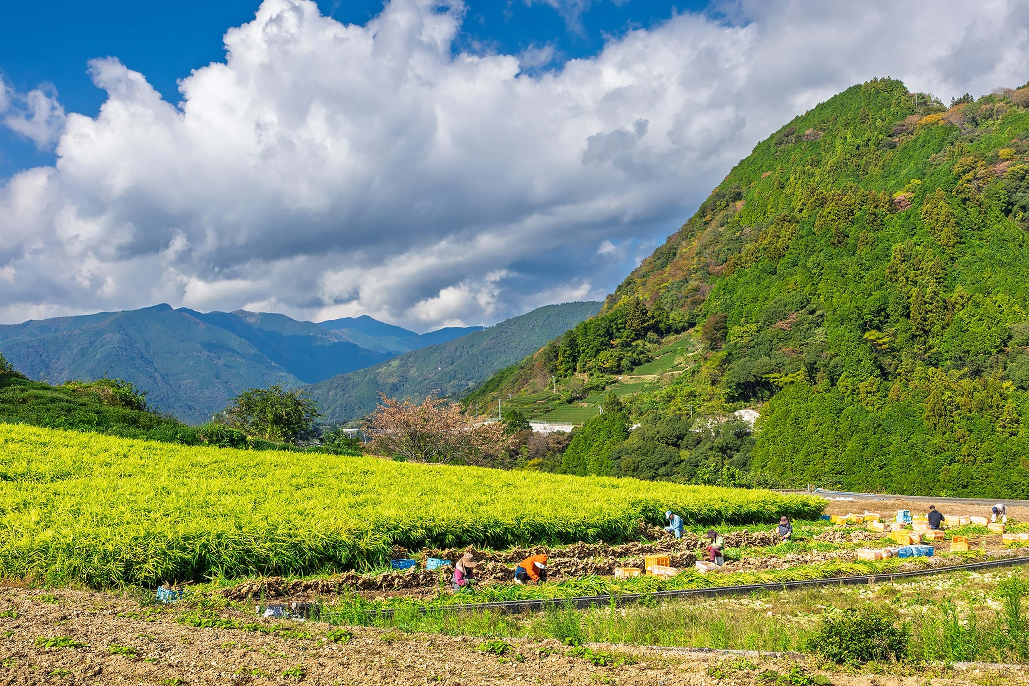 高知県産の生しょうが